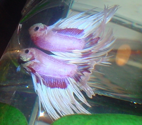 my newest betta a CT butterfly, my sister named him maynard -_-