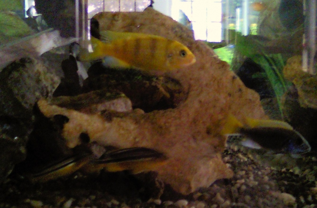 My now yellow male kenyi and the female melachromis and a yellow tail acei