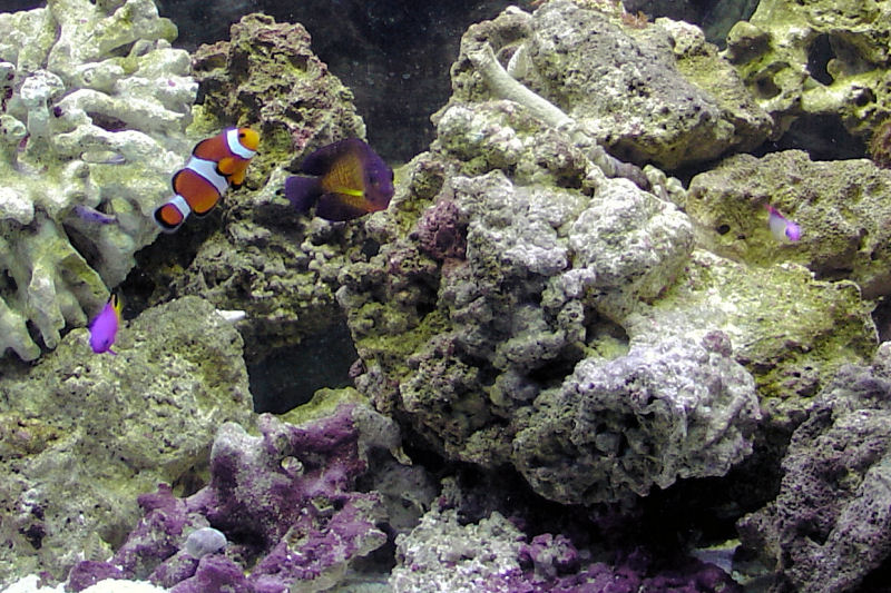 My O. Clown, Royal Gramma, Coral Beauty, and Purple Firefish