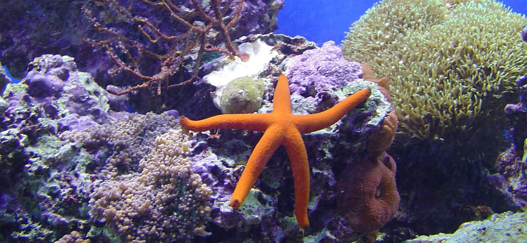 My orange starfish just hanging out.