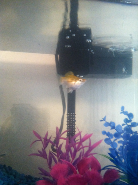 My other molly fish. Idk if its a boy or a girl but his/her name is golden