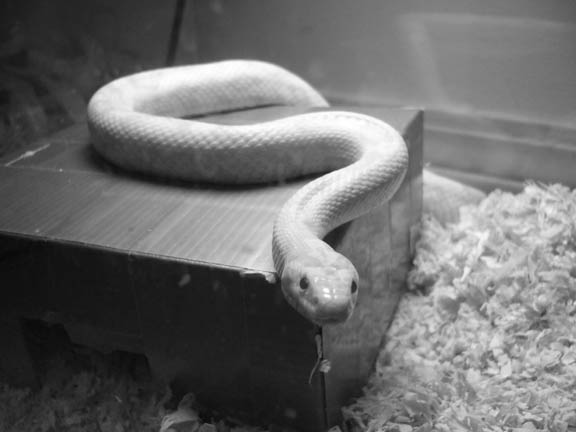 My pet corn snake. (snow colored)
