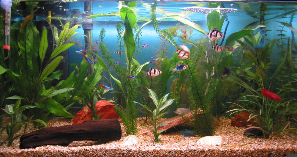 My planted tank (18 gal) before having small cardinal tetra added.

See if you can spot the bumble-bee goby....
