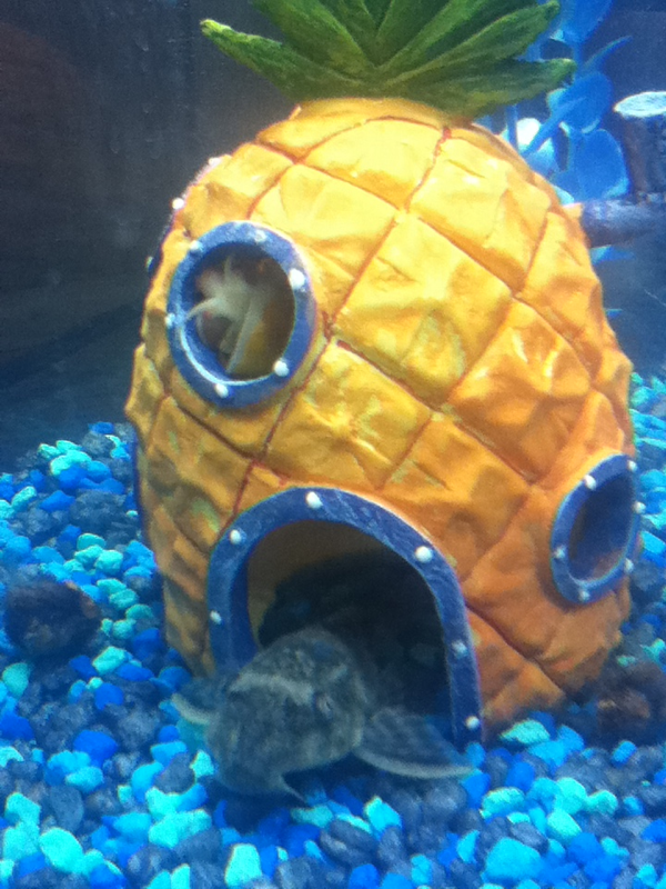 My pleco and snail invade spongebob's house :D (Old pic)