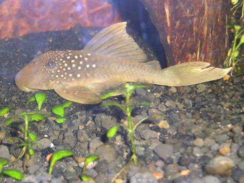 My pleco lounging around outside his cabana