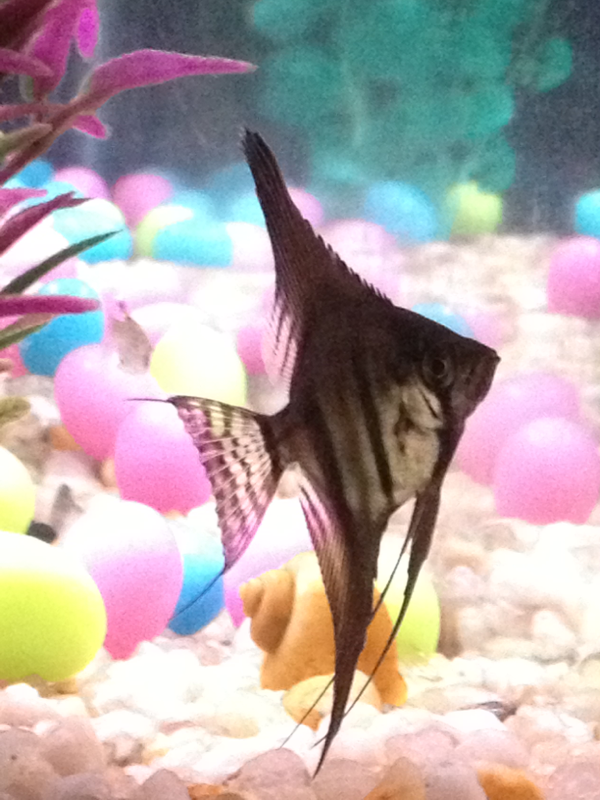 My pretty new angelfish. Pet store said Black Ghost Angelfish, but I'm still determining what it is.