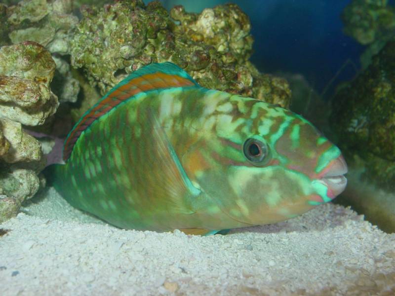 My princess parrotfish resting after a day of grazing on my LR and coralline algae.