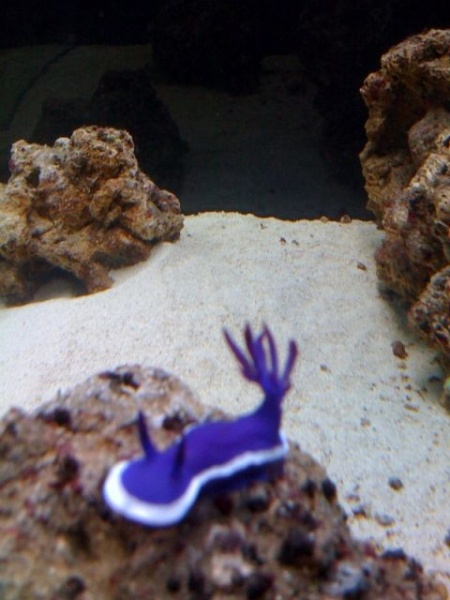 My Purple sea slug