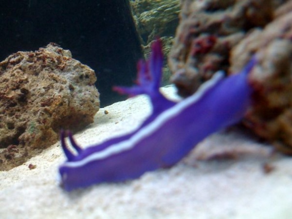 My Purple sea slug