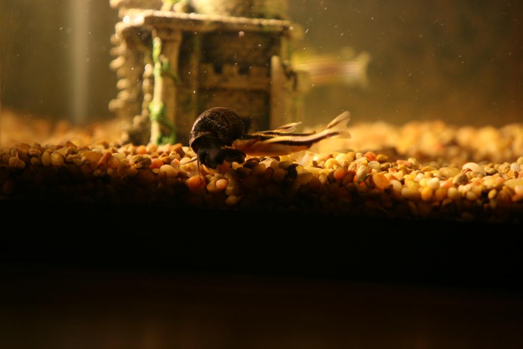 My Raphael saying hello to my snail.