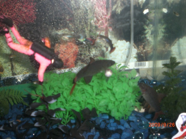 my redtail sharks chaseing each other and do they love to chase each other