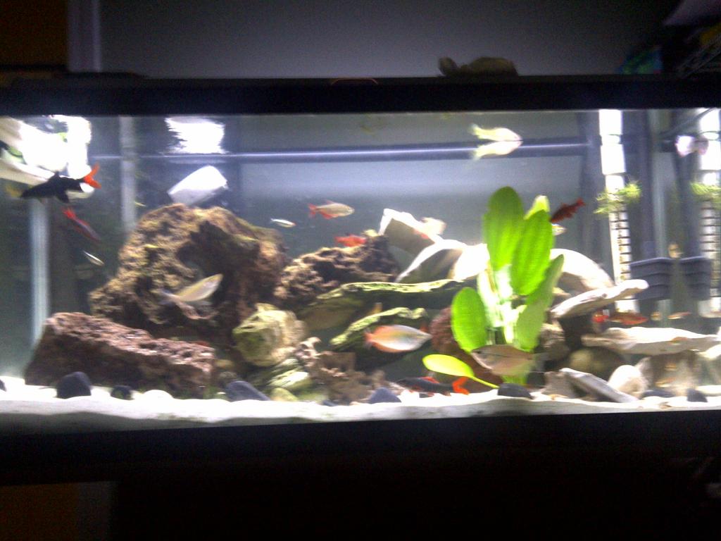 my semi aggressive one plant community tank with over 30 fish