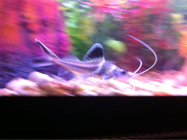 my shovelnose cat ZOOMIN around the tank .. rehomed due to how gigantic he got :( but he'll  always be one of my favorites