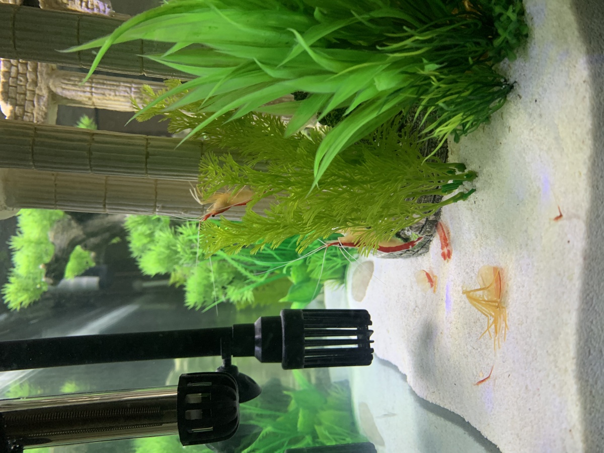 My shrimps' first molting in the aquarium