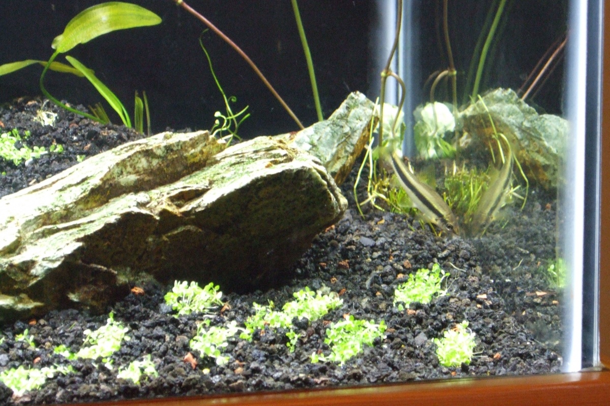 My Siamese algae-eater in on top of some freshly clipped and planted Four Leaf Clover (Marsilea quadrifolia). These just came in today. The plan is to