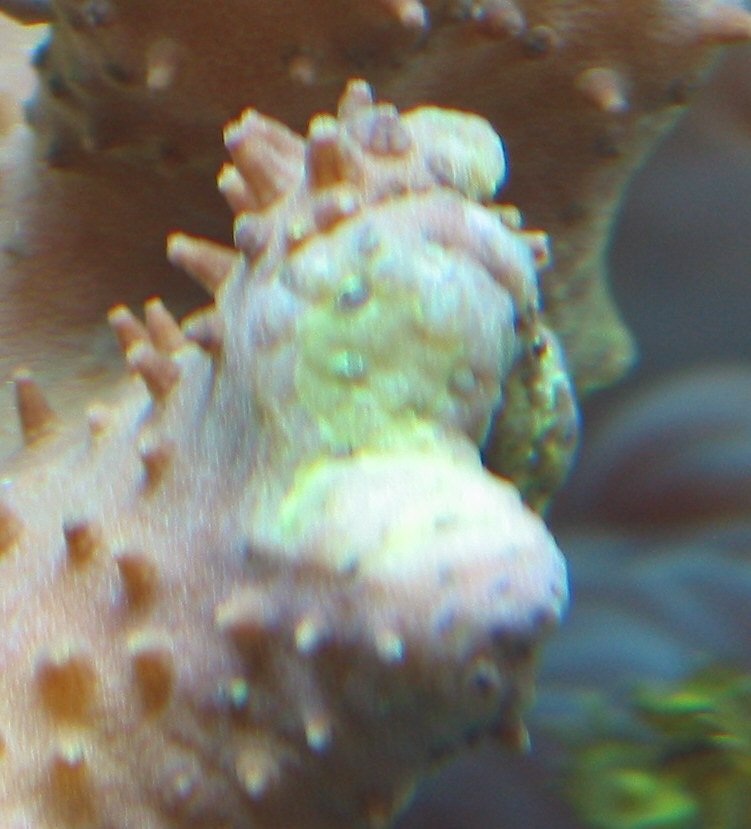 my sick umbrella coral, note the yellow spots in the centre.