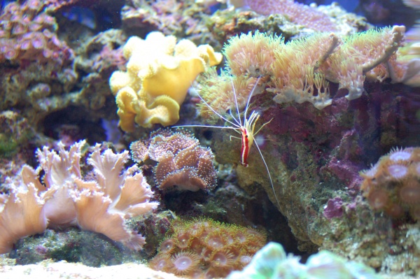 My skunk cleaner shrimp.

It is still alive, I have had it for a whole year now!
