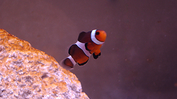 My small cute little clownfish :P. He's a SA Fancy ocellaris.