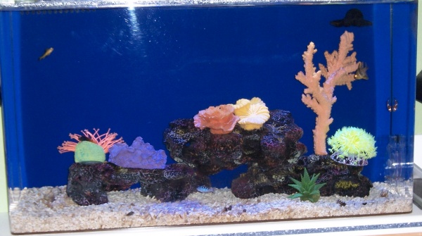 My tank.  Faux coral - anathema to many, I realize.  But it looks so cool under the Powerbrite blue and white lights.