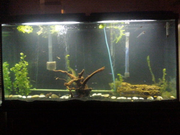 My tank in a very rough and mangled way.  Still adding plants.  :)