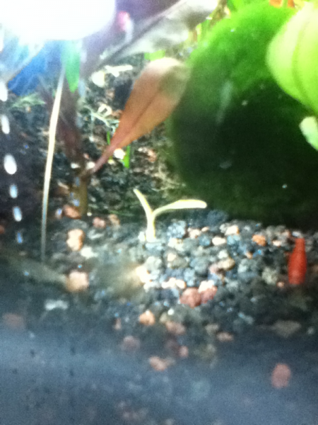 My tiger and fire shrimp!:)