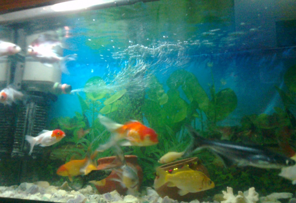 My tropical fish tank