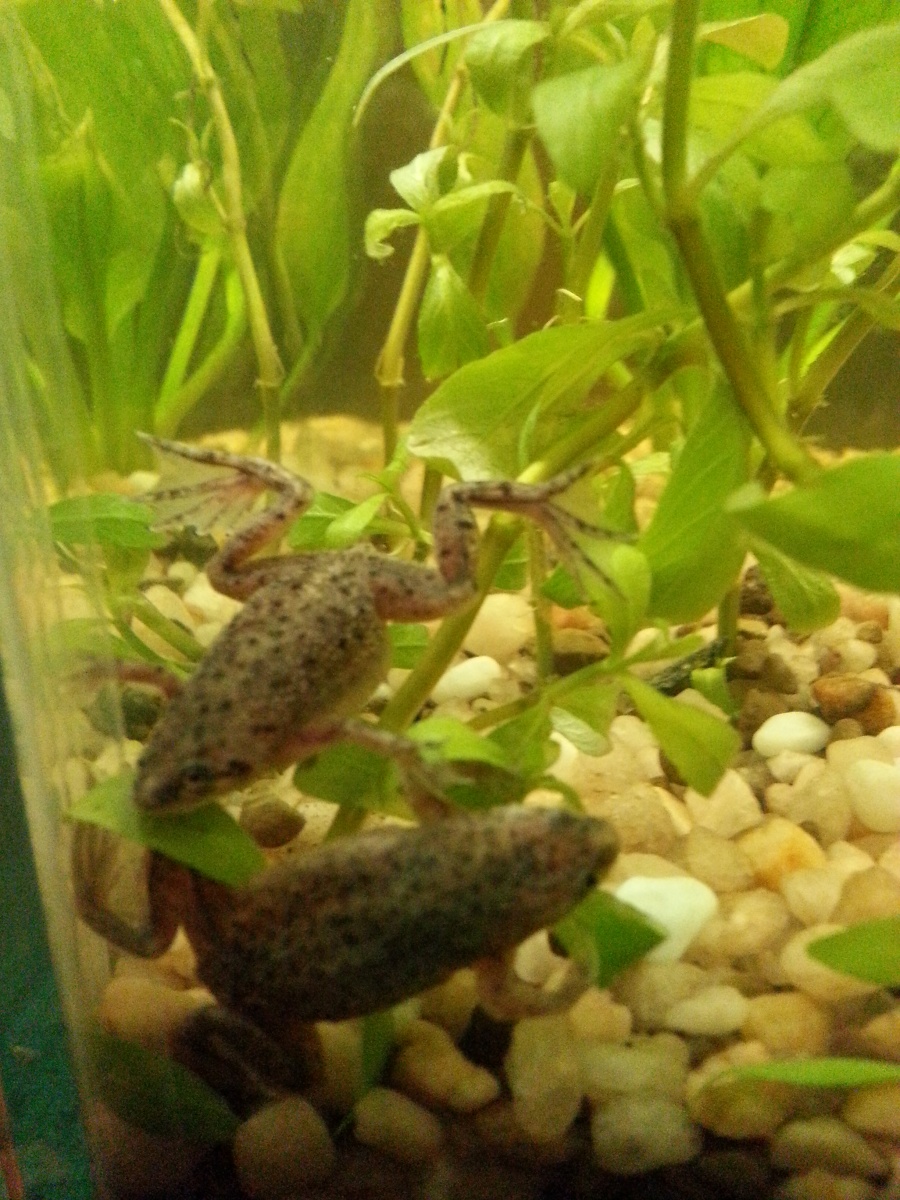 My two African Dwarf Frogs.