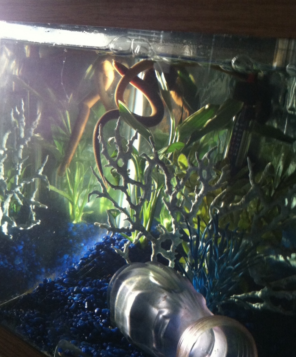 My two ropefish playing in the morning sunlight.