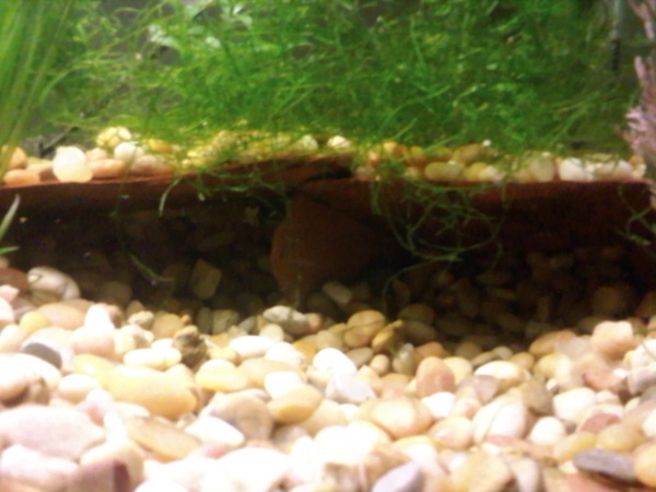 My upside-down catfish likes hiding beside the vertical slate that is holding up the 'cave'.