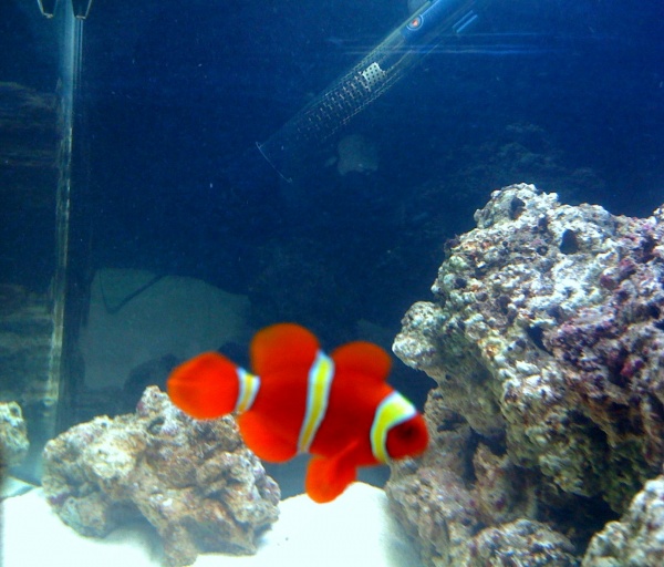 My Yellow stripe maroon clownfish