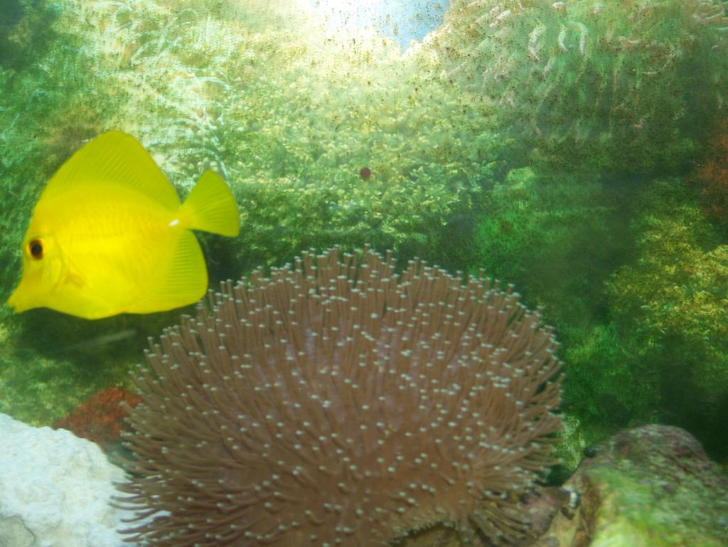 my yellow tang and leather coral all my pics are in my album