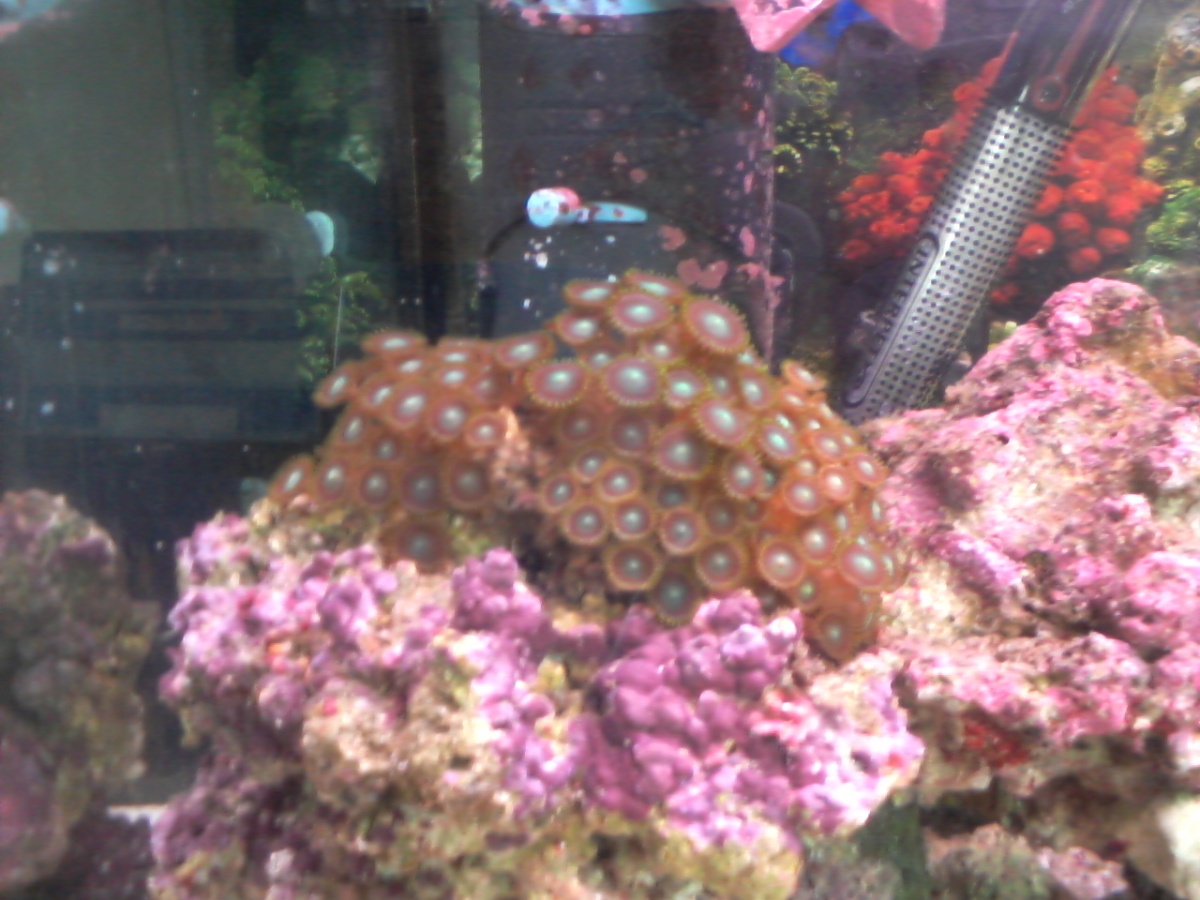 My Zoanthid coral