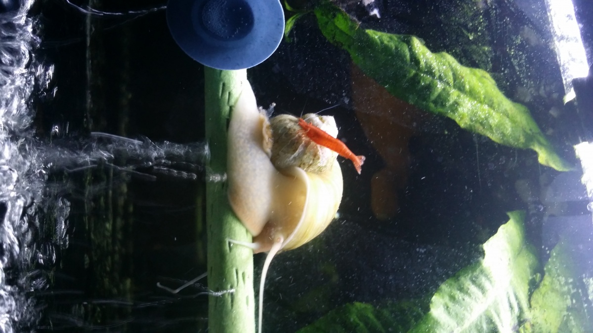 Mystery Snail with Shrimp taking a ride.They were actually upside-down with the snail holding on to small air bubbler. .Can You Say "To Cute"???lol...