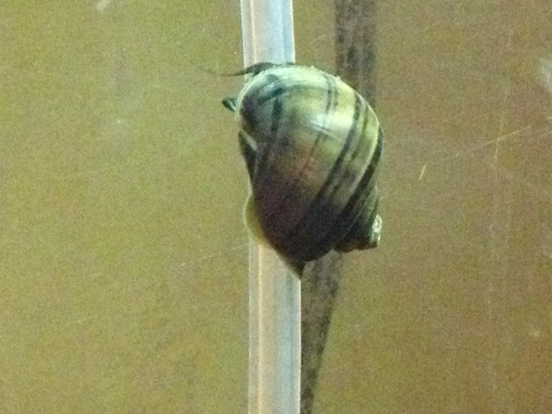 mystery snail