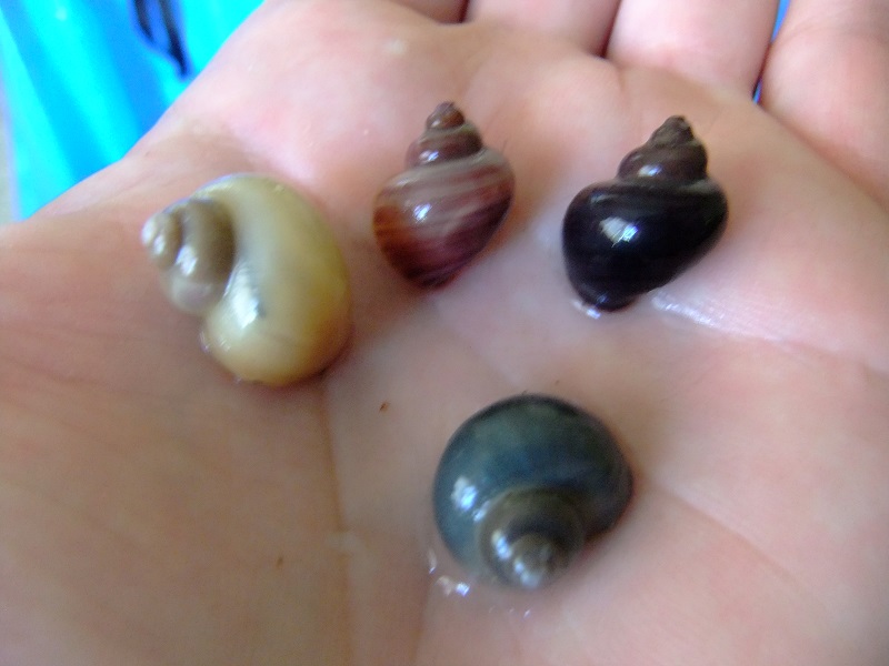 Mystery snails