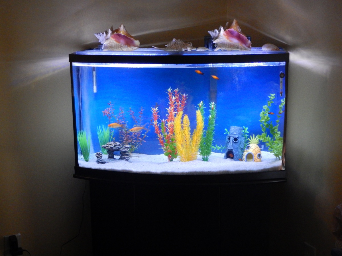 National Geographic 46 gal bowfront glass aquarium/tank.
Gold fish and Sunburst Wag Platies
