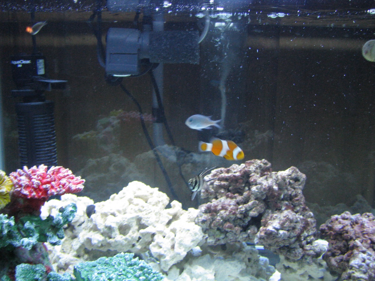 Nemo!!!!  Fast little sucker :)