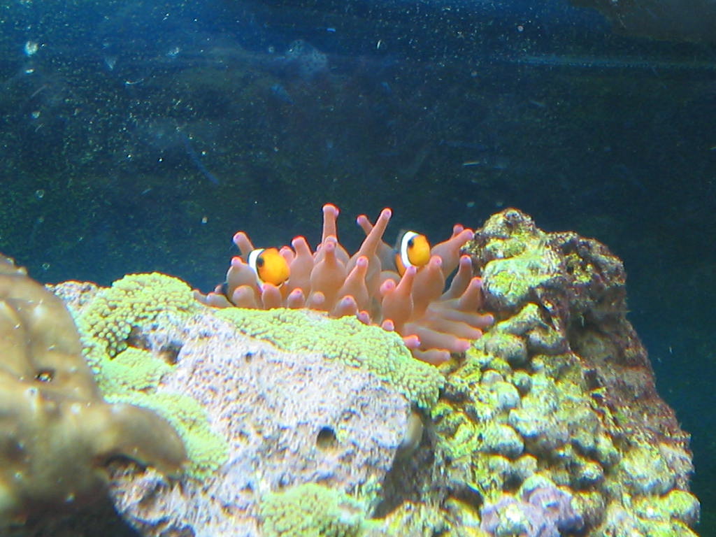 Nemo Jr. and Nemo Sr.