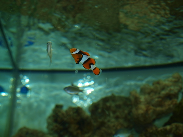 Nemo (True Percula clown fish)