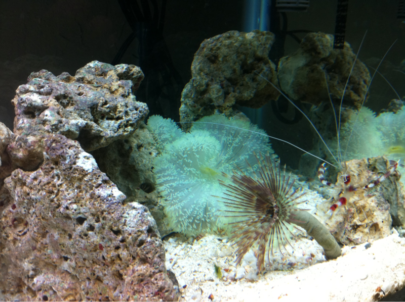 Neon green carpet anemone, Hawaiian feather duster, and banded coral shrimp.