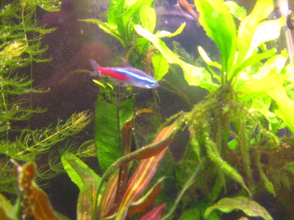 Neon Tetra :)  a nice classic aquarium fish :)