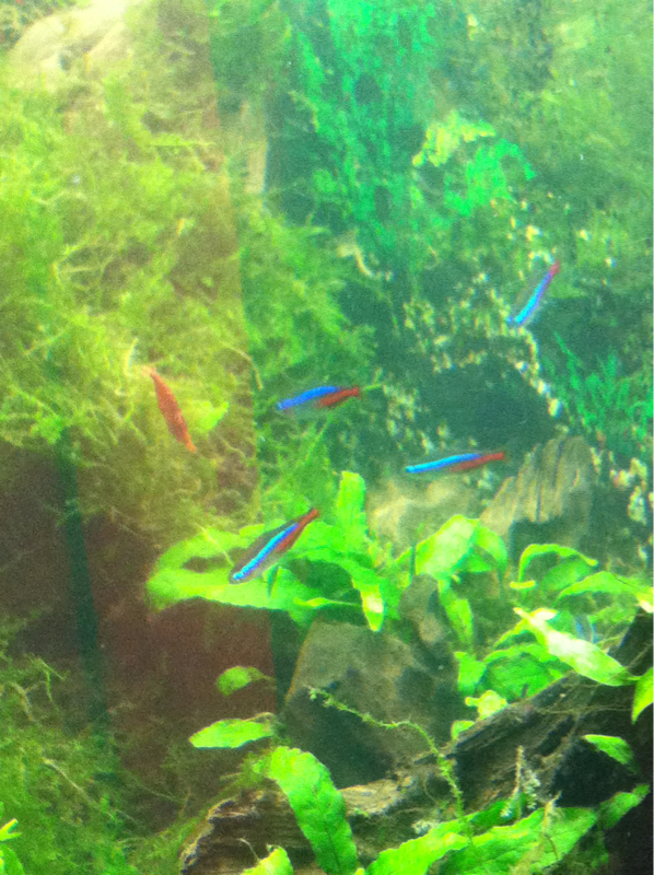 Neons and shrimpy shrimp