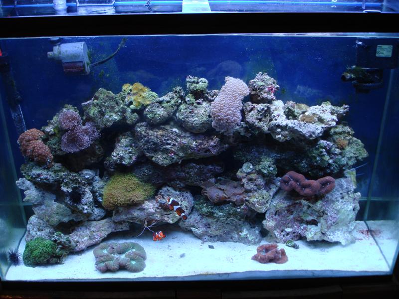 New 45 gallon reef tank at about a month old, will be stocking it more in the coming weeks.