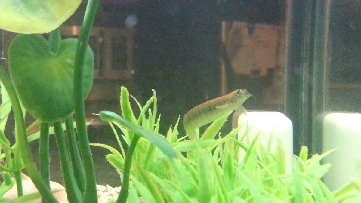 New addition: young Burmese Zebra Eel; Day 2 a bit more comfortable (approx 3.5 inches currently)