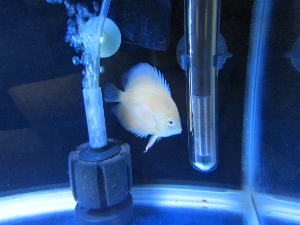 new albino gold in quarantine tank