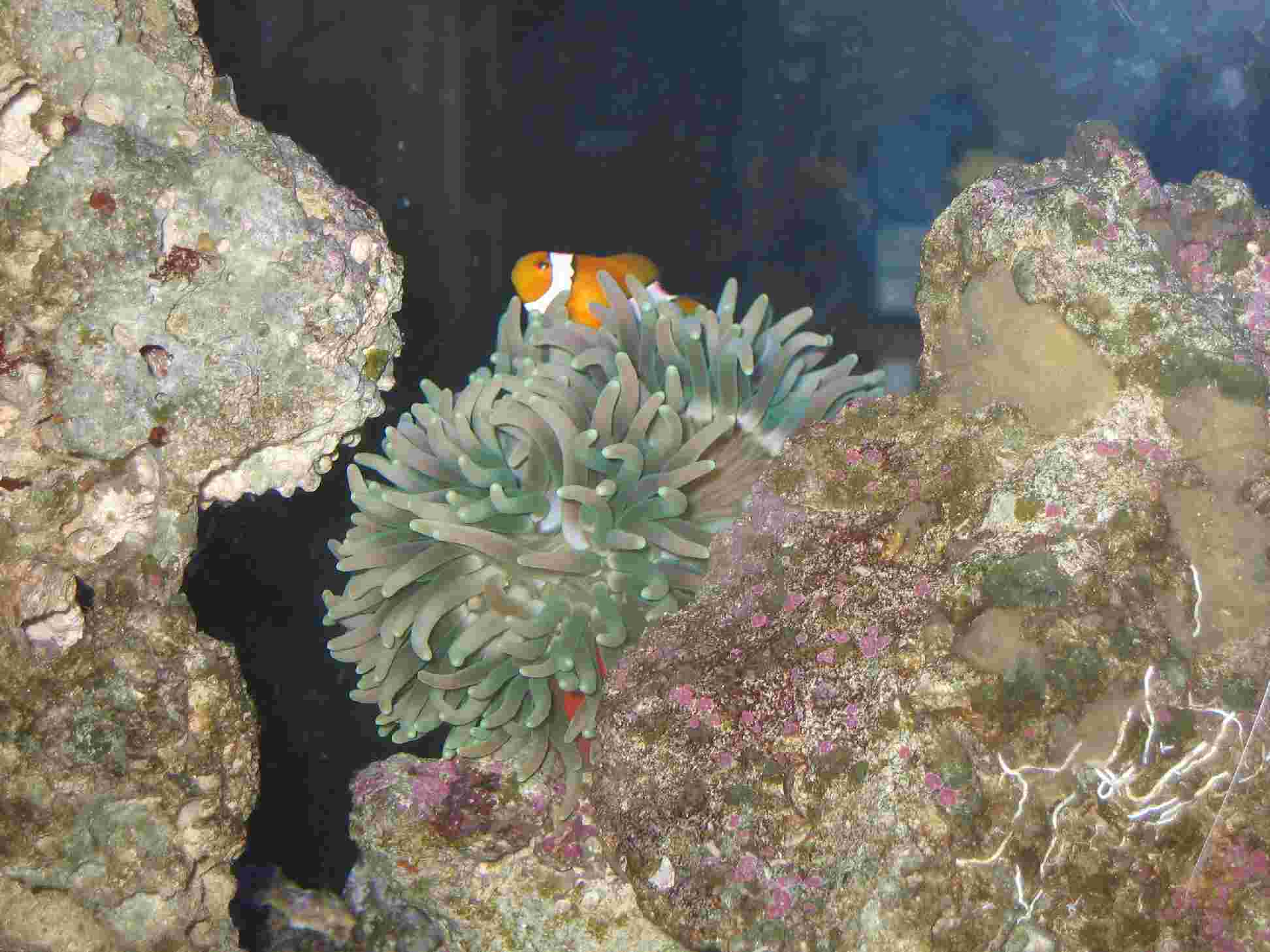 New Anenome with Nemo -- not sure what species of Anenome this is.