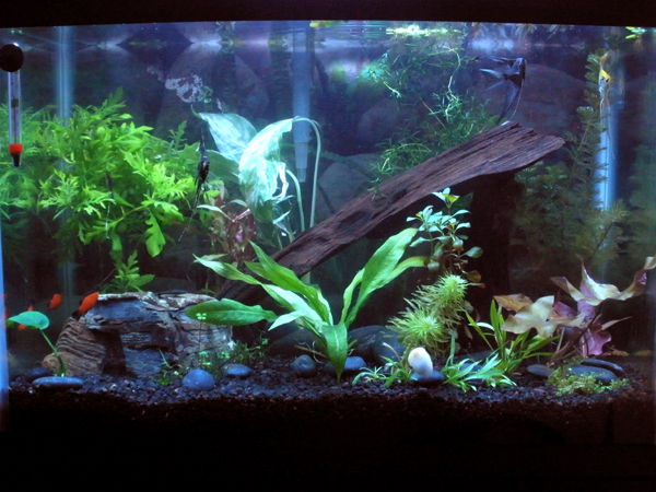 New aquascaping..evolved to have a lean-to driftwood setup and more colour in the plants