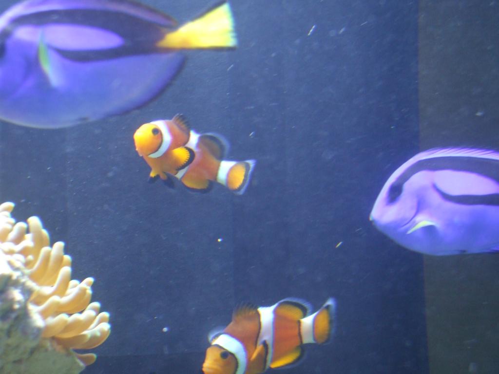 New batch of fish after losing first one.  Two ocellaris clowns size mismatched in hopes of bonding.  Also two blue tangs.