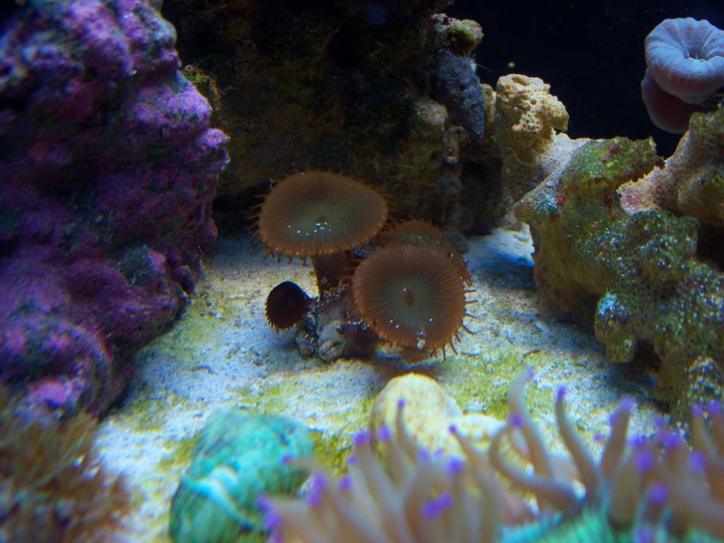 New button polyp frag I picked up