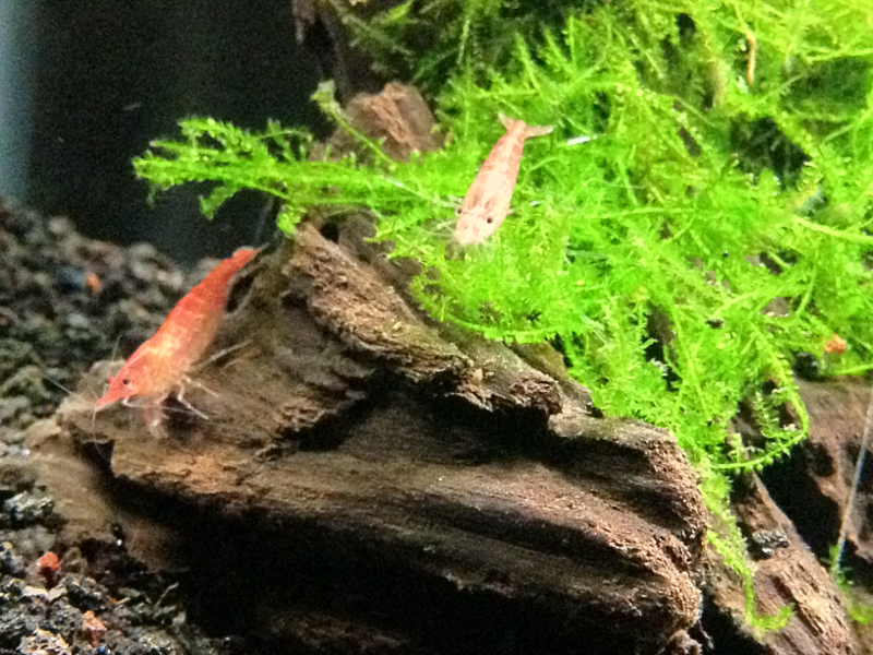 New cherries hanging out on flame moss and Malaysian DW
